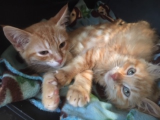 Zappa (Left) and Blaze (Right) lounge on their blanket in the comfort of their foster home.