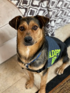 Sister stands proudly in her “Adopt me” vest in her foster family’s home.