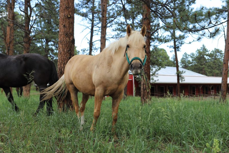 Goldie%2C+a+horse+used+for+equine+therapy%2C+explores+Mustard+Seed+Ranch+while+volunteers+clean+the+barn.