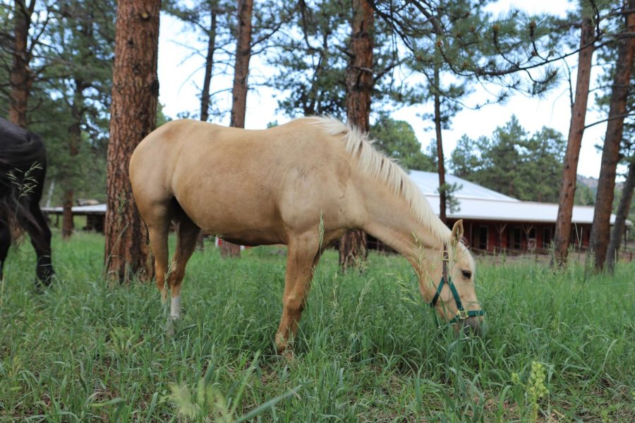 Goldie the horse explores Mustard Seed Ranch. The next stock show opens January 6-21st. The CINCH race will take place on January 12th, 2023. (riders can also apply on the website https://nationalwestern.com/special-events/cinch-equicross-application/ ).